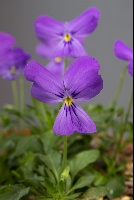 Viola albanica x altaica 'F2'